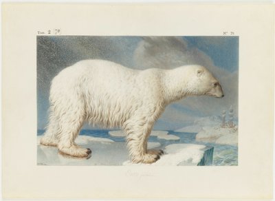Isbjørn, 1796. av Nicolas Maréchal