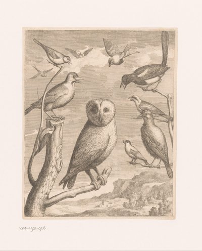 Ugle og andre fugler Alouco Hibou (tittel på objekt) Fugler fra Versailles Zoo (serietittel) av Nicolas Robert (possibly)