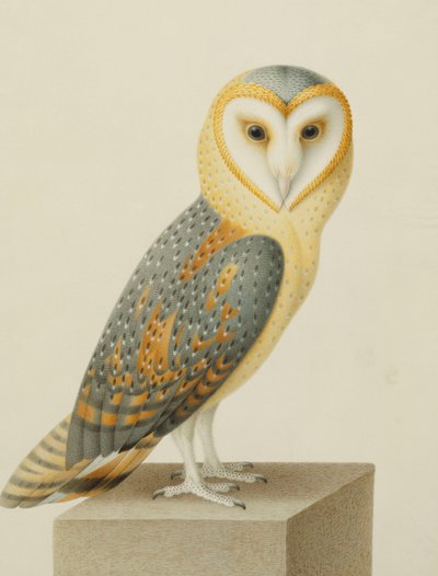 En barnugle av Nicolas Robert