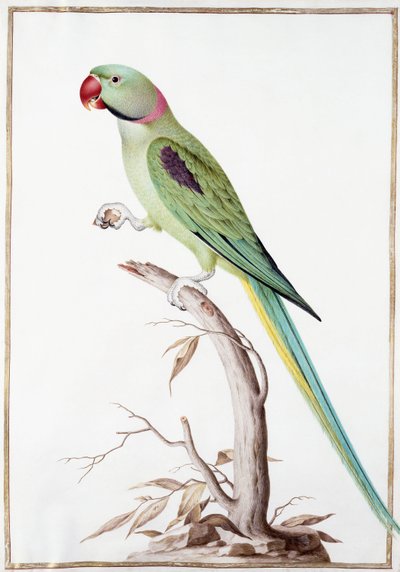 Alexandrine Parakeet av Nicolas Robert