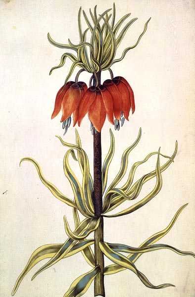 Fritilleria, ca. 1675 (gouache på vellum) av Nicolas Robert