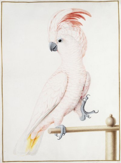 Major Mitchells kakadu av Nicolas Robert