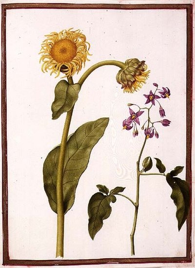 PD.109-1973.f11 (LtoR) Inula Helenium Decampanr og Solanum dulcamara (Bittersøt) (akvarell på vellum) av Nicolas Robert