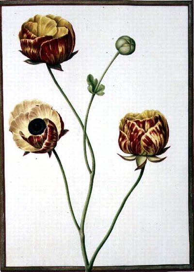 PD.109-1973.f6 Ranunculus Asiaticus (akvarell på vellum) av Nicolas Robert