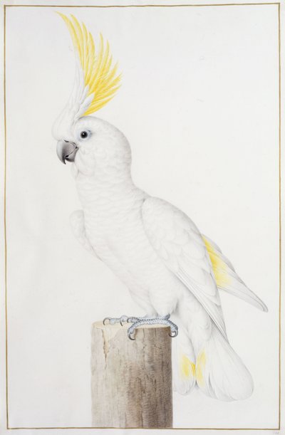 Svovelkakadue av Nicolas Robert