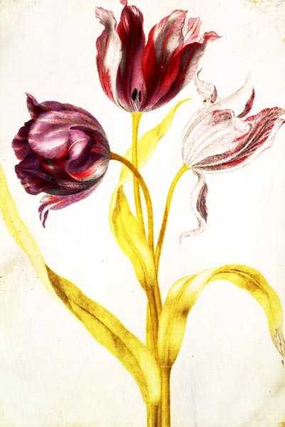 Tulipaner, ca. 1675 (gouache på vellum) av Nicolas Robert