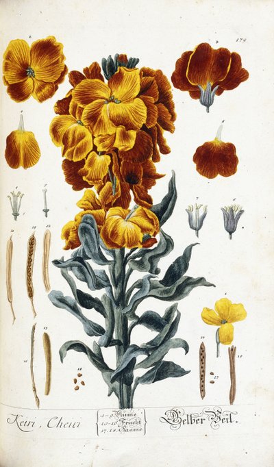 Veggblomst av Nikolaus Friedrich Eisenberger