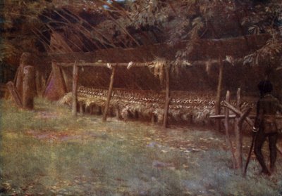 "M'aki"-bakken og kjevene til de hellige griser, Nye Hebridene (farge litho) av Norman Hardy