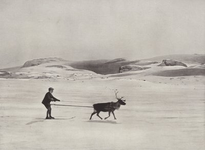 Skikjøring med reinsdyr på fjellet av Norwegian Photographer