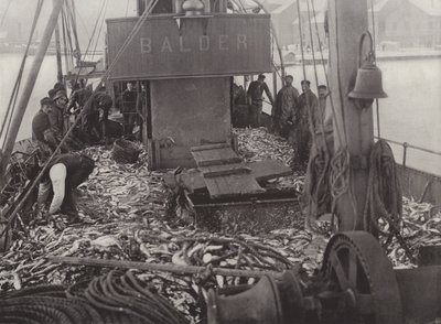 Vintersildfiske av Norwegian Photographer