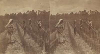 Hoeing Rice, 1876-1888. av O. Pierre Havens