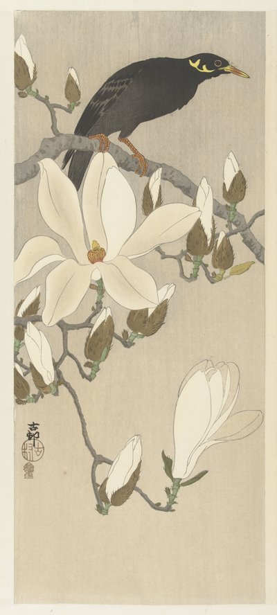 Myna på Magnolia-grenen av Ohara Koson