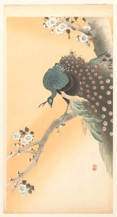 Påfugl i et kirsebærtre av Ohara Koson