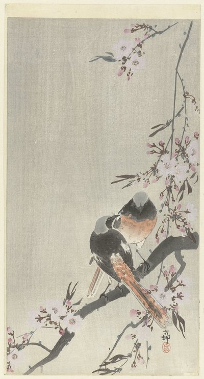 To siegel-rødstarter med kirsebærblomst av Ohara Koson