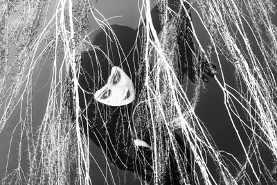 Ladra, 2023 (digitale blandede medier) av Olivia Gozzano