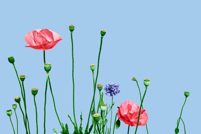 Rosa valmuer, 2019 (digitale blandede medier) av Olivia Gozzano