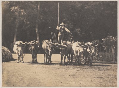 Six Oxen Team med sjåføren deres av Olympe Aguado