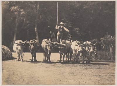 Six Oxen Team med sjåføren deres, ca. 1853. av Olympe Aguado