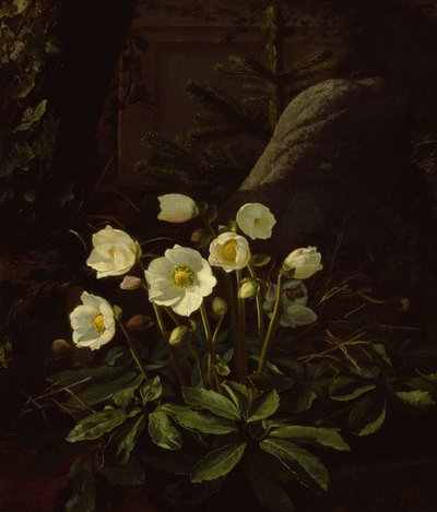 Hellebores in a Rockery (olje på lerret) av Otto Didrik Ottesen