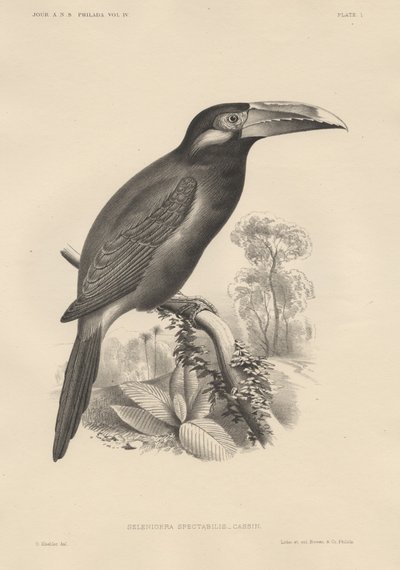 Selenidera Spectabilis, litho av Bowen und Co., 1850 av Otto Koehler