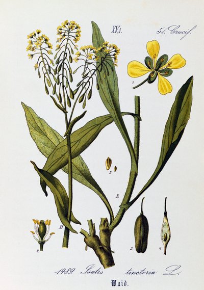Blader, frukter og blomster av Woad eller Glastum (Isatis tinctoria), kunstverk av Otto Wilhelm Thome (1840-1925) fra Flora von Deutschland, Osterreich und der Schweiz (Flora i Tyskland, Østerrike og Sveits) av Otto Wilhelm Thome