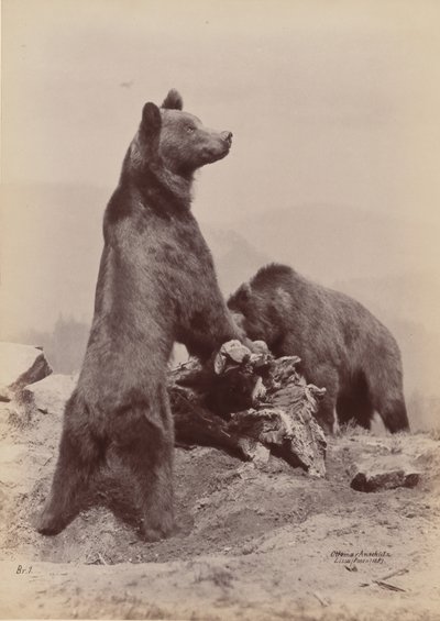 [To bjørner], 1889. av Ottomar Anschütz