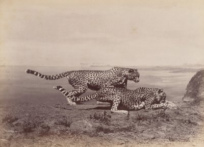 [To geparder], 1888. av Ottomar Anschütz