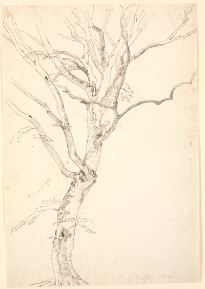 Avløvet bøketre av P.C. Skovgaard