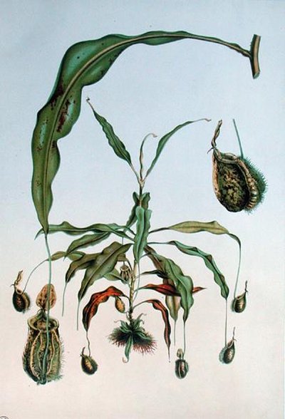 Nepenthes Hookeriana, botanisk plate fra 