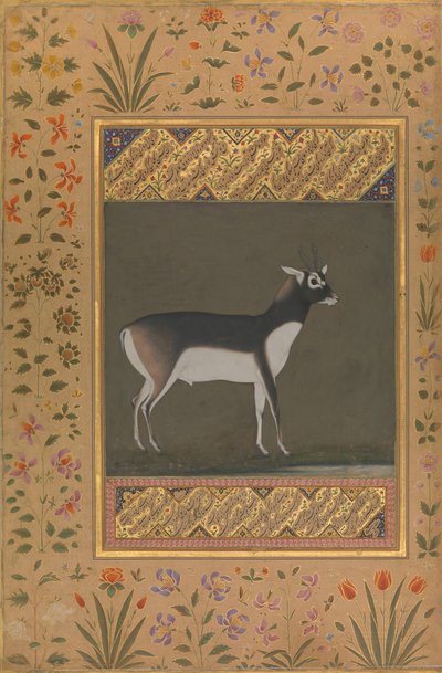 Black Buck, Folio fra Shah Jahan Album, rekto: ca. 1615-20, verso: ca. 1530-50. av Painting attributed to Manohar
