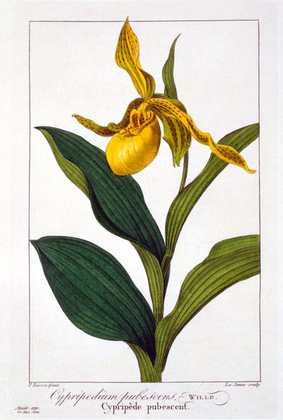 Cypripedium, pub. 1836. av Panacre Bessa
