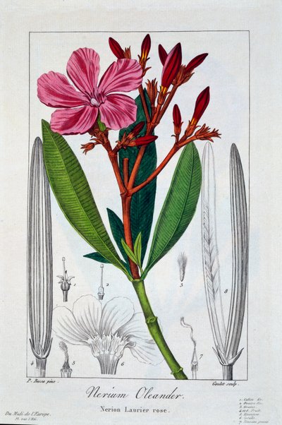 Nerium Oleander, pub. 1836. av Panacre Bessa