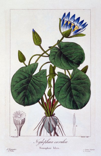 Blå nymfer, pub. 1836 av Panacre Bessa