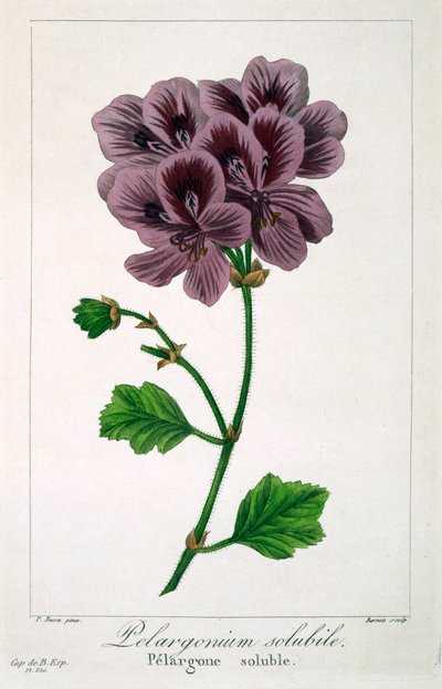 Pelargonium, pub. 1836. av Panacre Bessa