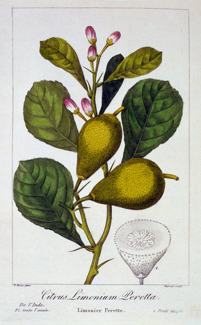 Peretta Lemon, pub. 1836. av Panacre Bessa
