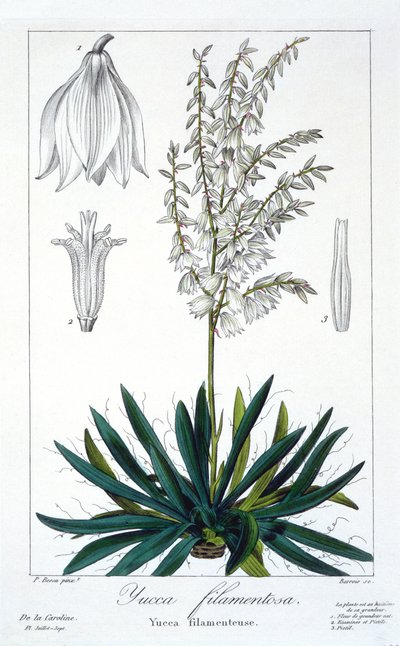 Yucca filamentosa, pub. 1836. av Panacre Bessa