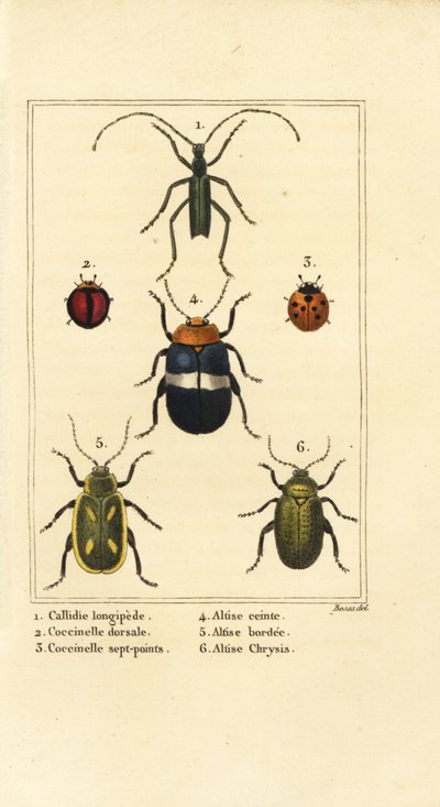 Callidium longipes 1, marihøner, Jauravia dorsalis 2, Coccinella septempunctata 3, loppebiller, Altica emarginata 4, Altica emarginata 5 og Altica chrysis 6 av Pancrace (after) Bessa