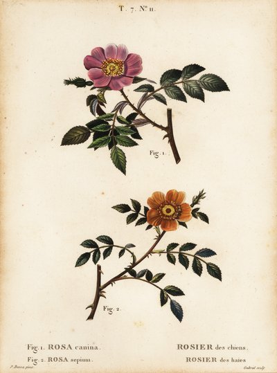 Hunderose, Rosa canina, Rosier des Chiens 1, og småbladet søtbratt, Rosa sepium, Rosa agrestis, Rosier des Haies 2 av Pancrace (after) Bessa