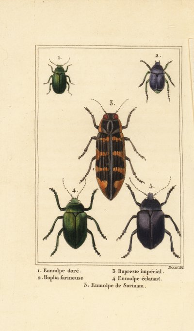Dogbanebille, Chrysochus auratus 1, Hoplia argentea 2, banksia juvelbille, Cyrioides imperialis 3, Eumolpus fulgidus 4 og Eumolpus surinamensis 5 av Pancrace (after) Bessa