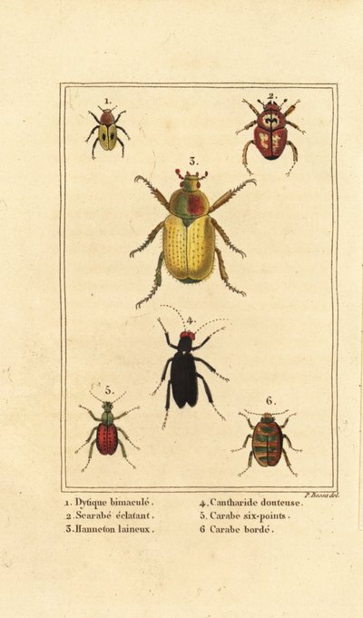 Dytiscus bimaculatus 1, skarabee 2, cockchafer, Melolontha melolontha 3, Cantharis bille 4, Carabus sexpunciatus 5 og Omophron limbatum 6 av Pancrace (after) Bessa