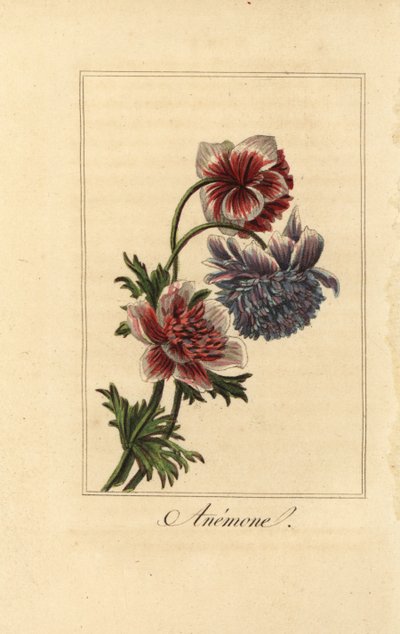 Hybrid valmueanemone, Anemone coronaria av Pancrace (after) Bessa