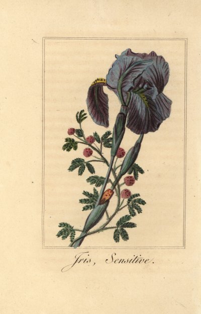 Iris, Iris gemanica og sensitiv plante, Mimosa pudica av Pancrace (after) Bessa
