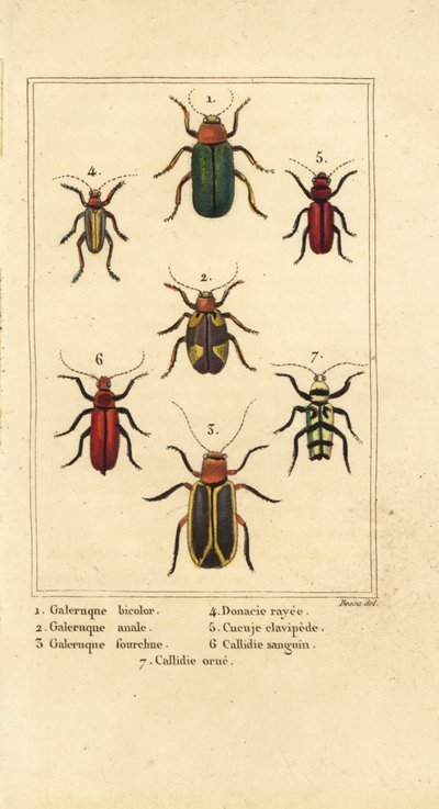 Bladbiller, Galeruca art 1, Aulacophora analis 2, Cyclotrypema furcata 3, Donacia vittata 4, flatbarkbille, Cucujus clavipes 5, Pyrrhidium sanguineum 6 og Chlorophorus varius 7 av Pancrace (after) Bessa