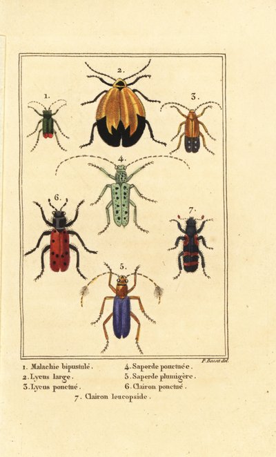 Malakittbille, Malachius bipustulatus 1, nettvingebiller, Lycus melanurus 2, Lycus punctatus 3, Saperda punctata 4, Saperda art 5, Trichodes octopunctatus 6 og Trichodes apiarius 7 av Pancrace (after) Bessa