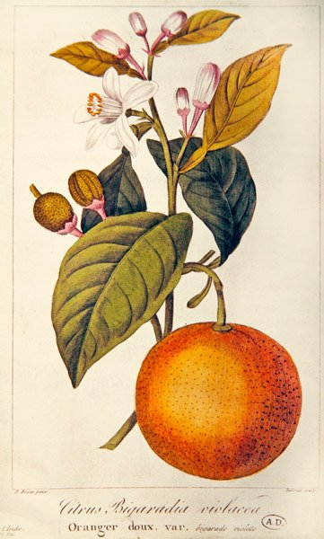 Oransje, gravert av Barois, ca. 1820 (farget gravering) av Pancrace (after) Bessa