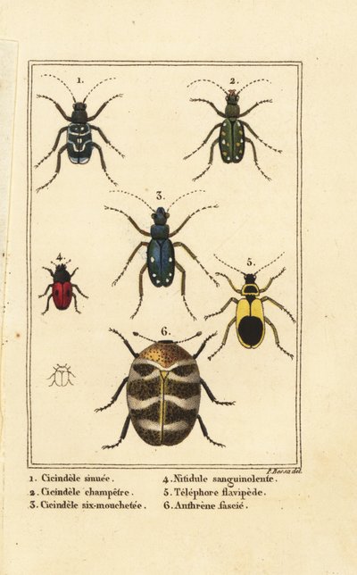 Tigerbiller, Cicindela sinuata 1, Cicindela campestris 2, Cicindela sexguttata 3, Nitidula bloodstained 4, variert teppebille, gulaktig telephore 5, Anthrenus verbasci 6 av Pancrace (after) Bessa