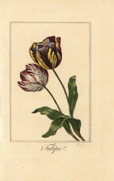 Varianter av tulipan, tulipan, Tulipa gesneriana av Pancrace (after) Bessa