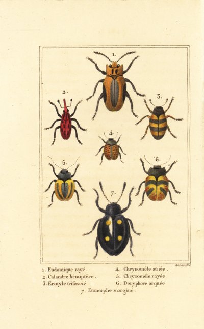 Snutebiller: Eudomychus striata 1, Calandra hemiptera 2, behagelig soppbille, Erotylus arter 3, Chrysomela striata 4, Acalymma vittatum 5, Chrysomela arcuata 6 og Eumorphus marginata 7 av Pancrace (after) Bessa