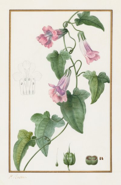 (Botanisk: Maurándia semperflorens) av Pancrace Bessa