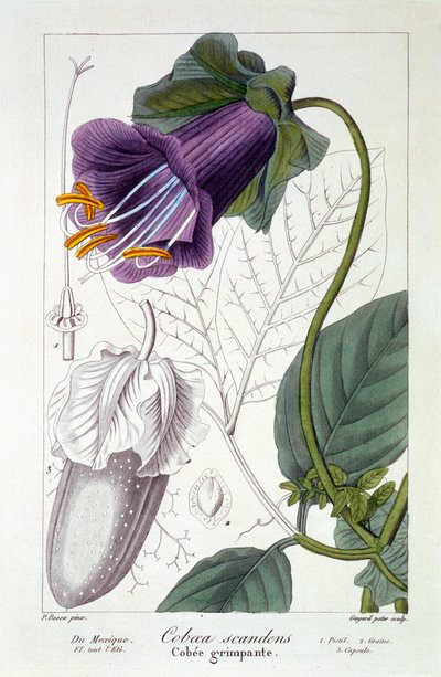 Cobaea scandens, 1836 (håndfarget gravering) av Pancrace Bessa